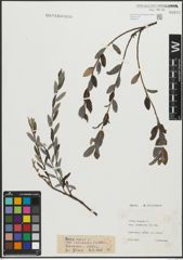Foto von Salix repens subsp. incubacea (L.) A. Neumann